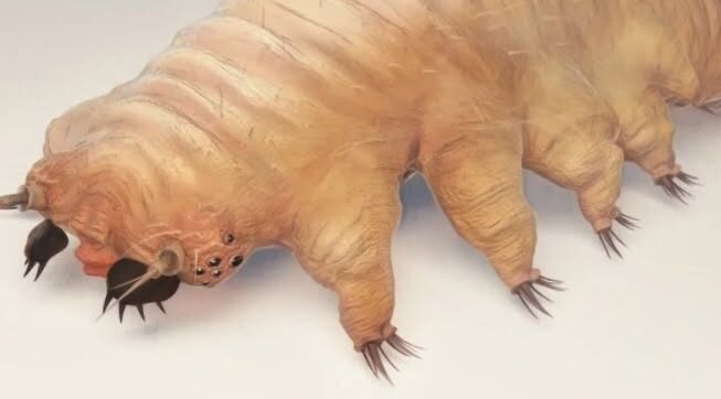 Kuivat silmät ja Demodex-talipunkki