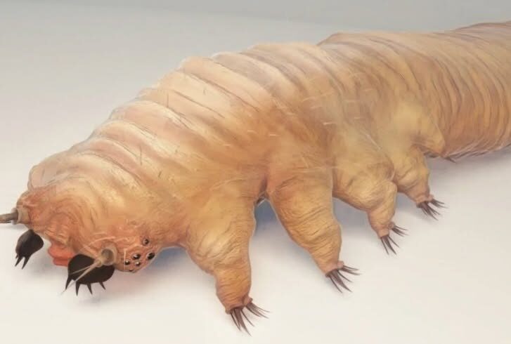 demodex